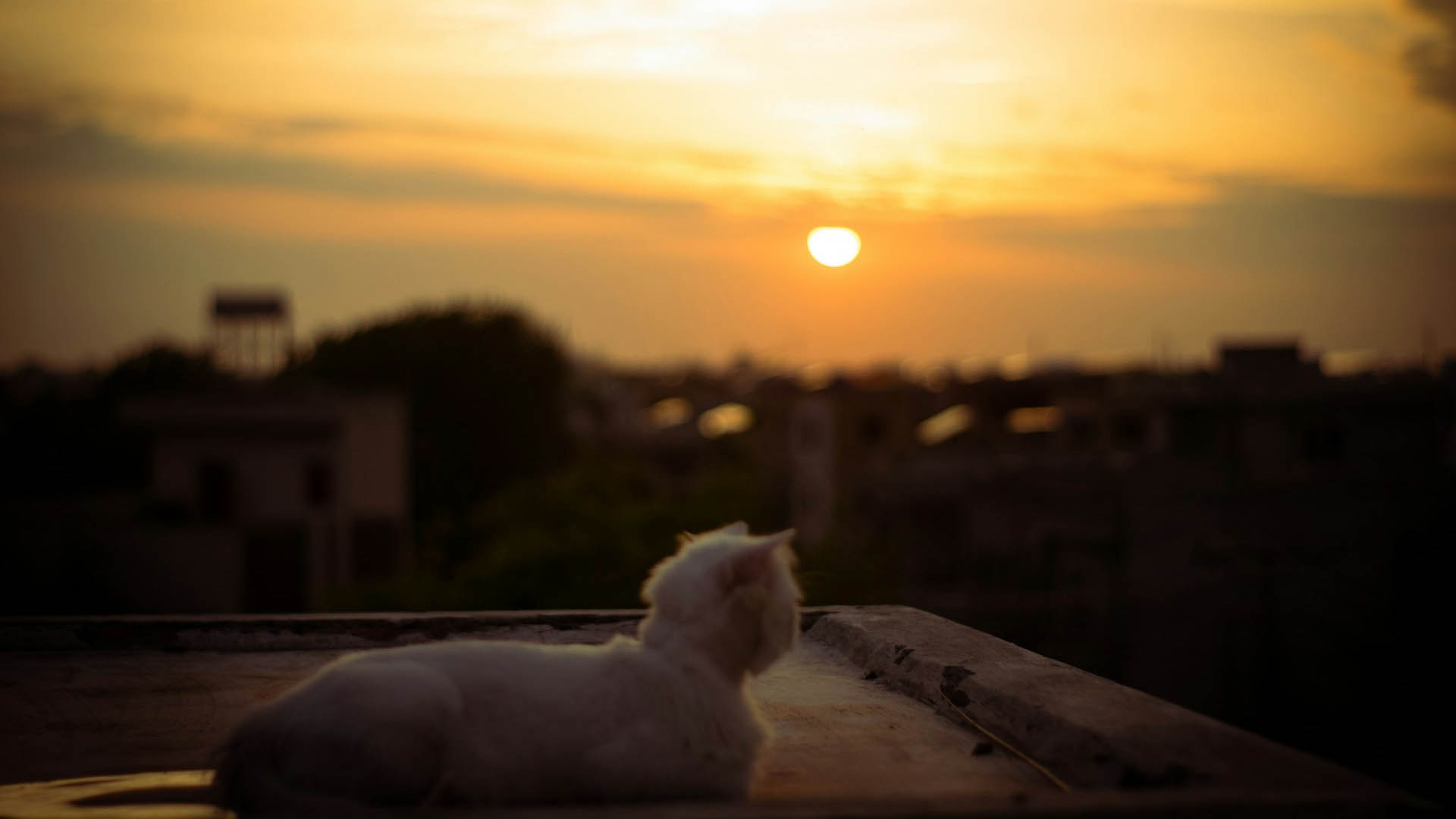 White cat laying on roof at sunset.