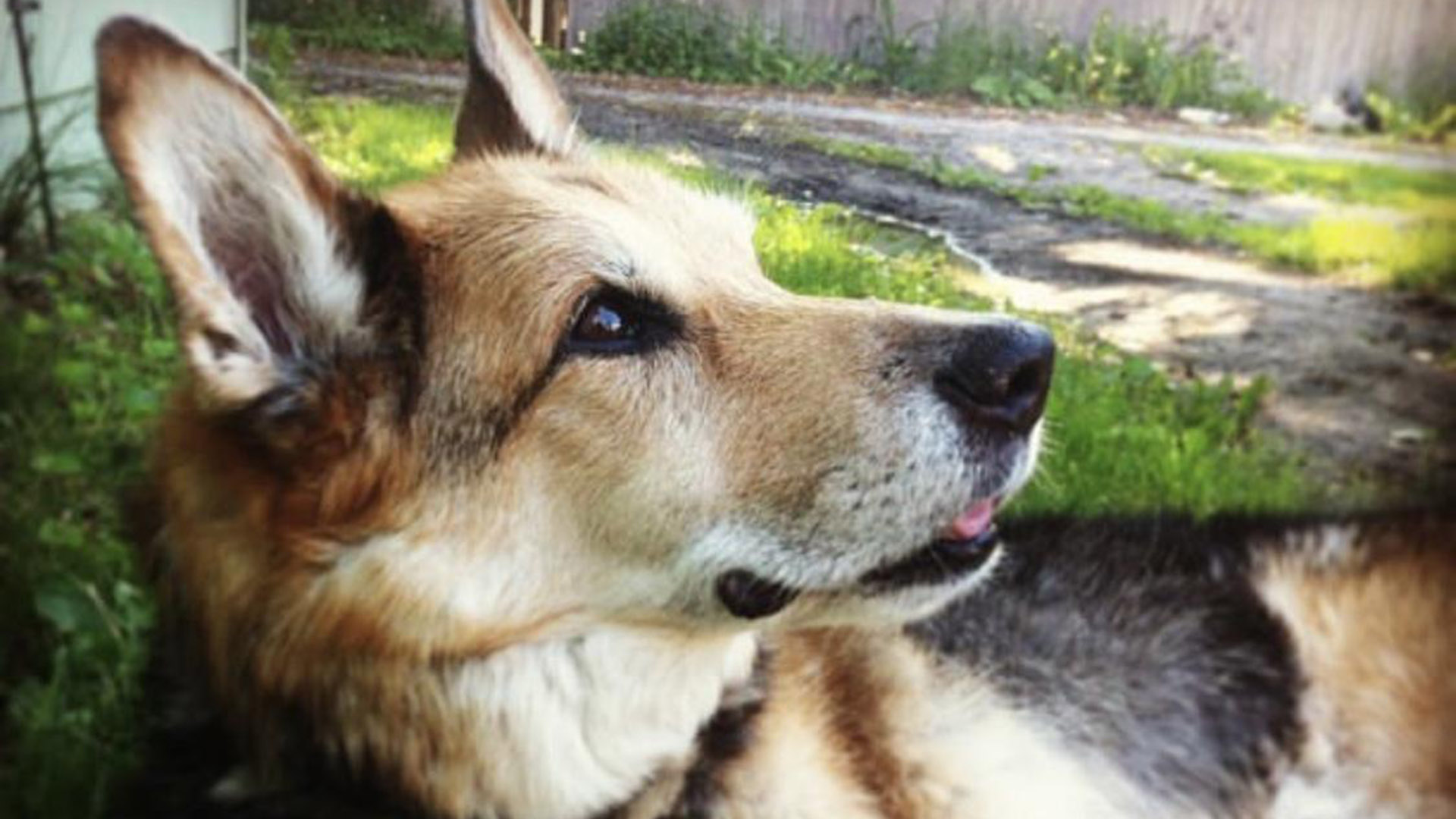 White dog sitting on porch