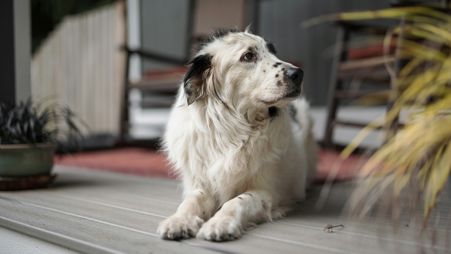 White dog sitting on porch