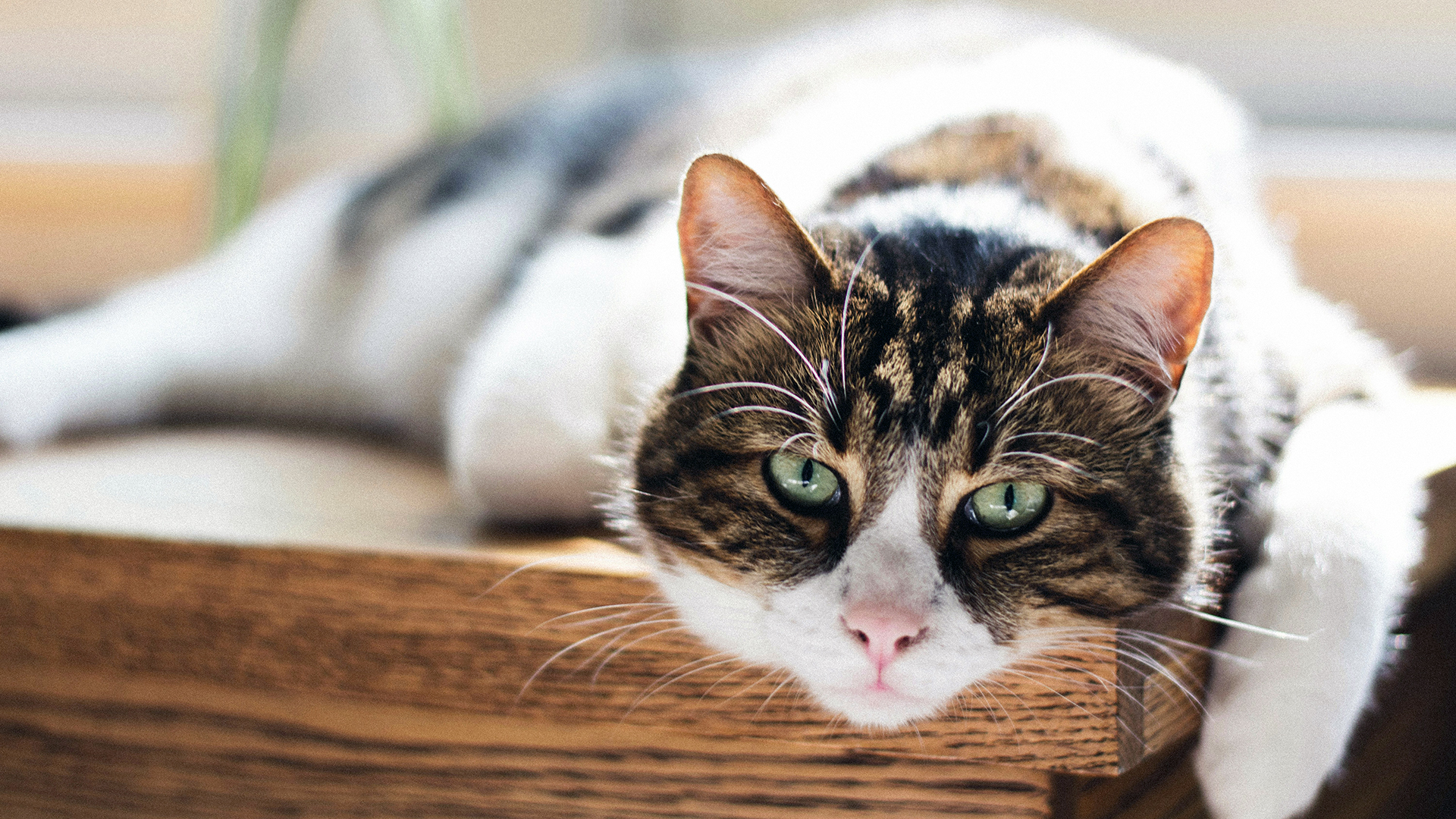 Brown and white cat laying down